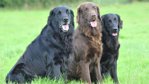 Preloved flat coated sales retrievers